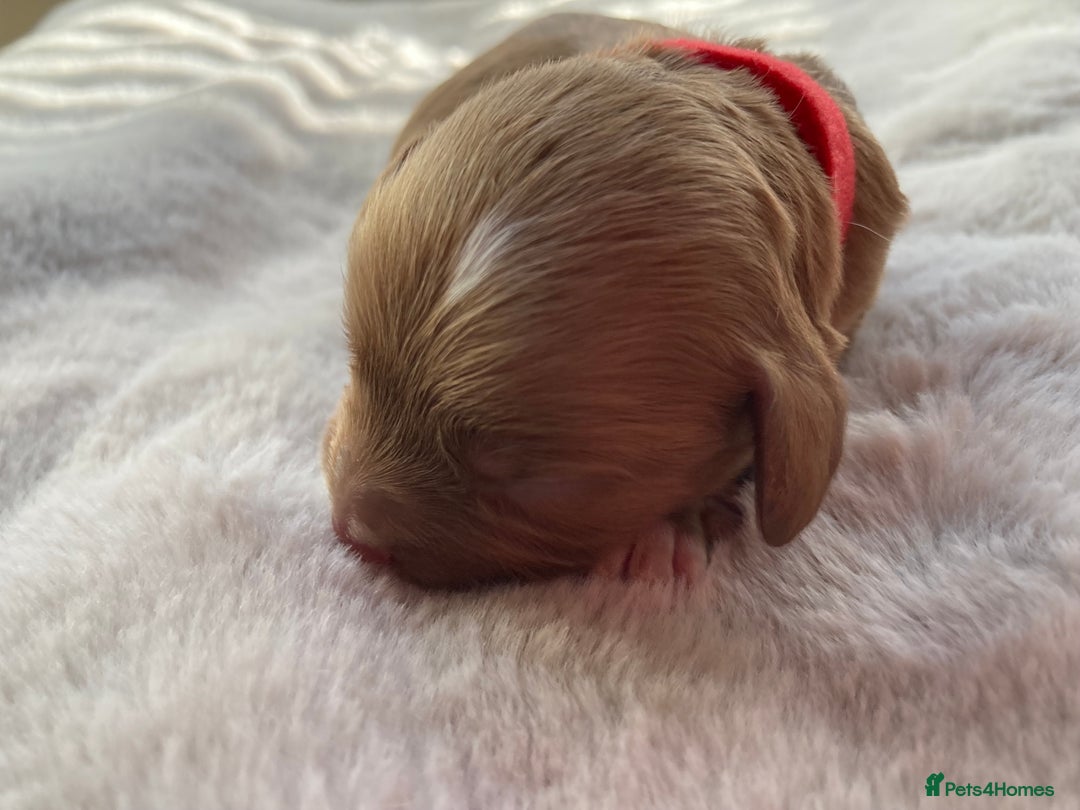 Mixed Breed dogs for sale: Cockapoo/Cavapoo Mix Puppies Available 10 Nov 25 - Image 12