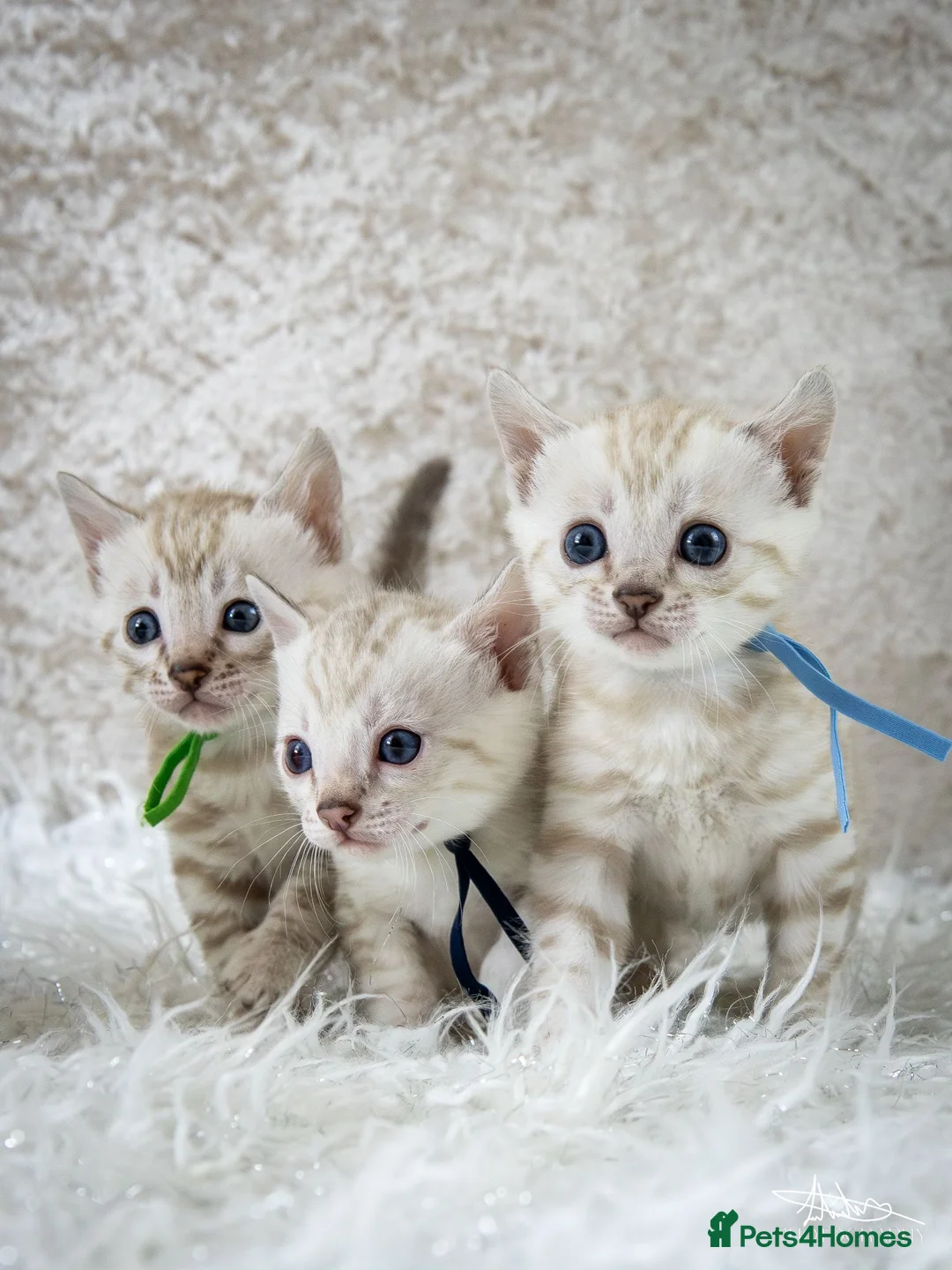 Bengal cats for sale: Stunning Silver Snow ❄️ Bengal Kittens  - Advert 2