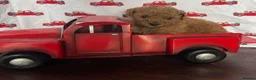 Cavapoo dogs for sale: Cavapoo puppies stunning - Advert 3