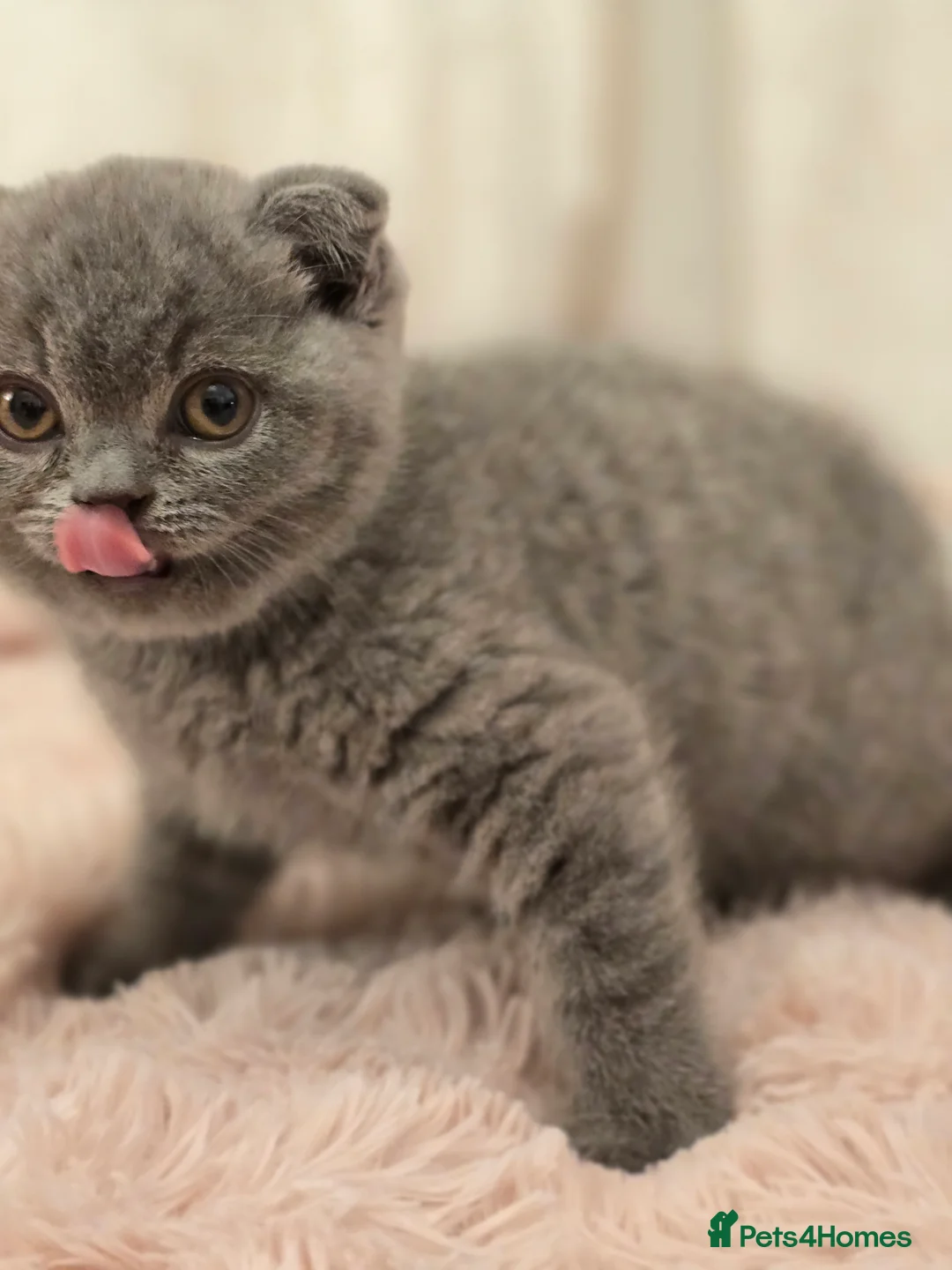 British Shorthair cats for sale: Bsh last male in Sheerness - Advert 6