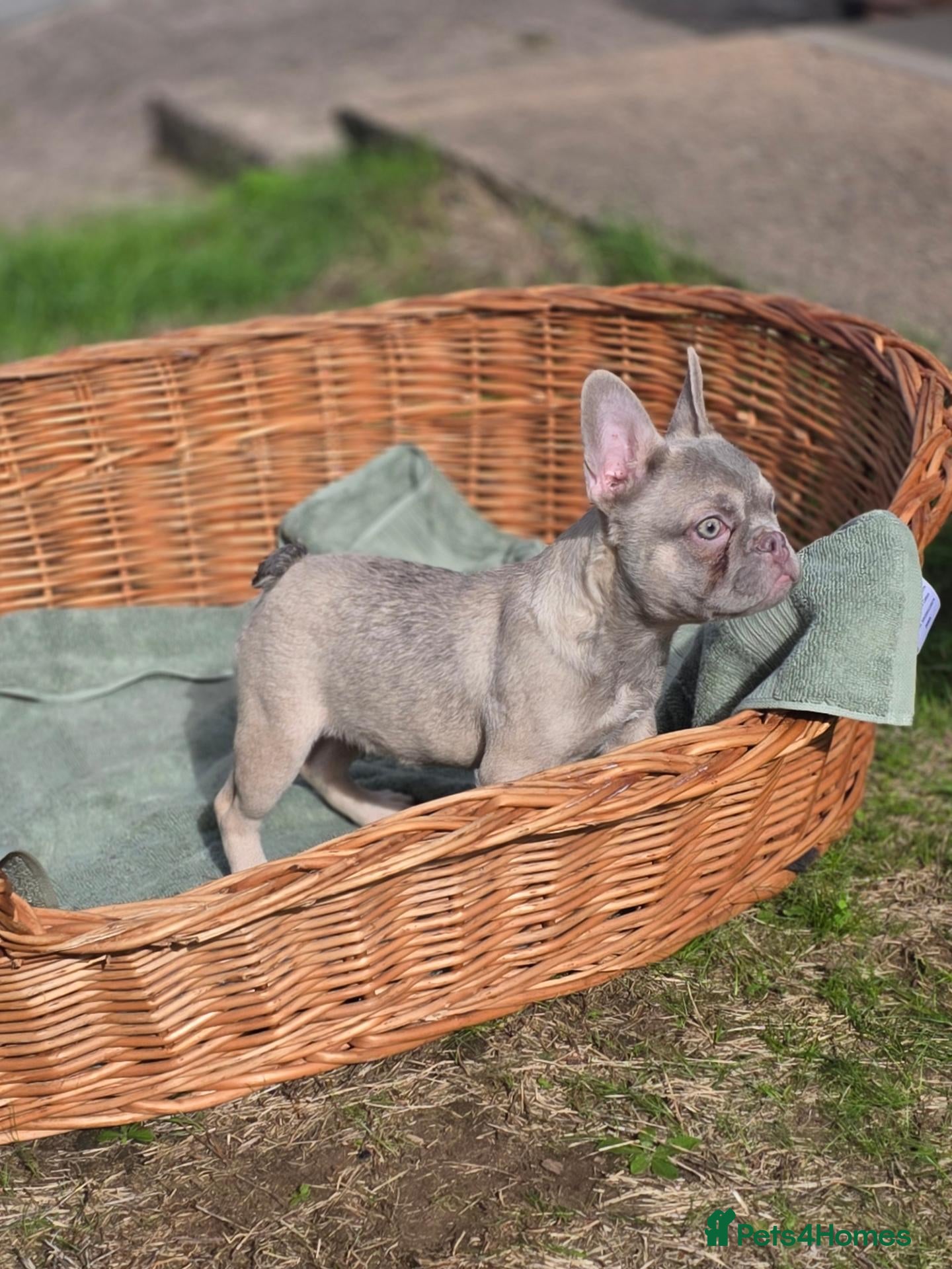 French Bulldog dogs 4 BEAUTIFUL FRENCH BULLDOGS FOR CHEAP!!!! - Advert 1