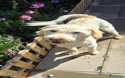 Mixed Breed dogs for adoption: SWEET JASPER  - Image 3