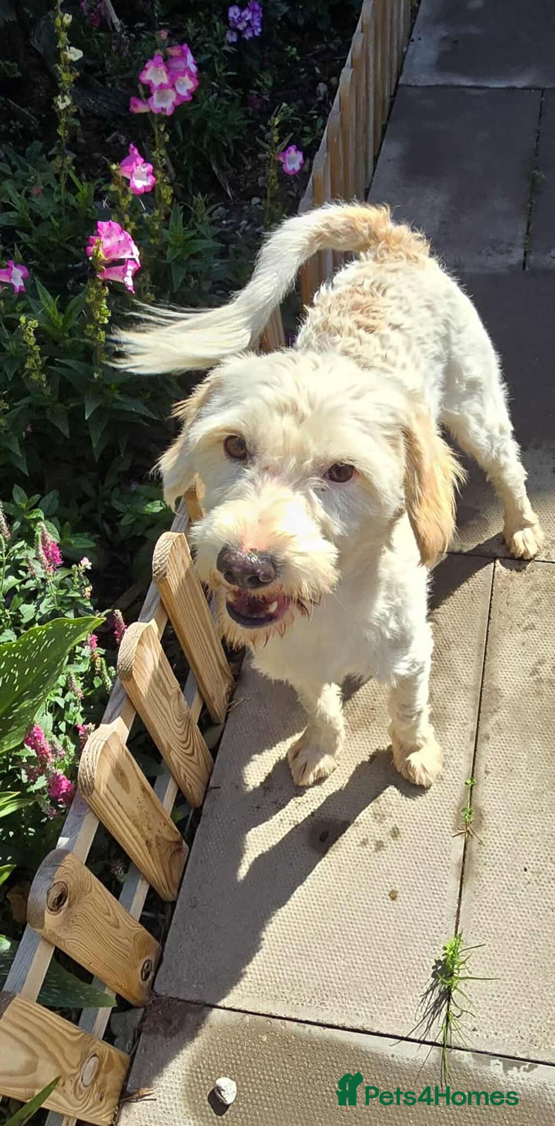 Mixed Breed dogs for adoption: SWEET JASPER  - Image 3