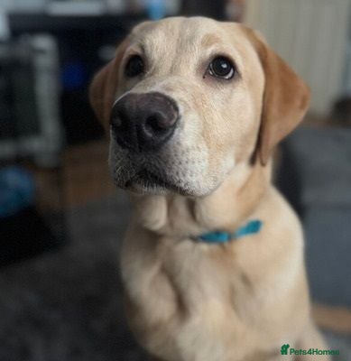 Labrador Retriever dogs Gorgeous labrador retriever Girl - Advert 3