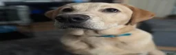 Labrador Retriever dogs for sale: Gorgeous labrador retriever Girl in Beckenham - Advert 1