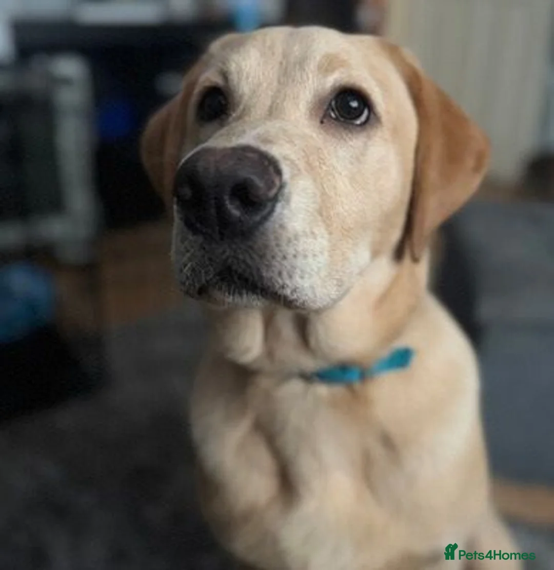 Labrador Retriever dogs for sale: Gorgeous labrador retriever Girl in Beckenham - Advert 1