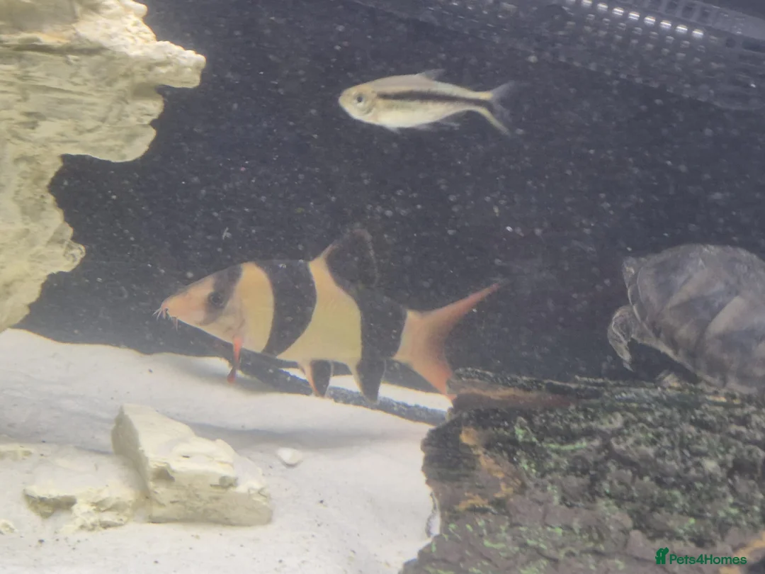 Other/Mixed Breed fish for sale: Fluvel fish tank complete set up  - Advert 2