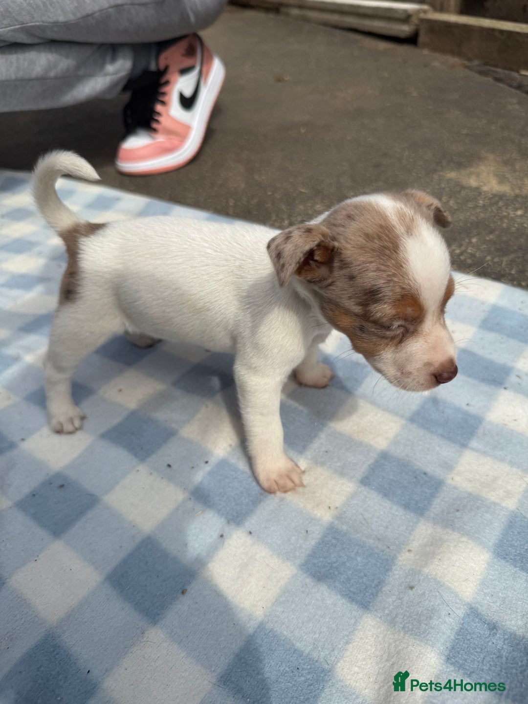 Jack Russell dogs for sale: Jack Russel Puppies For Sale  - Image 2