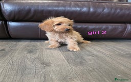 Cockapoo dogs for sale: Adorable cockapoo pups ready to go 🐶 - Image 18