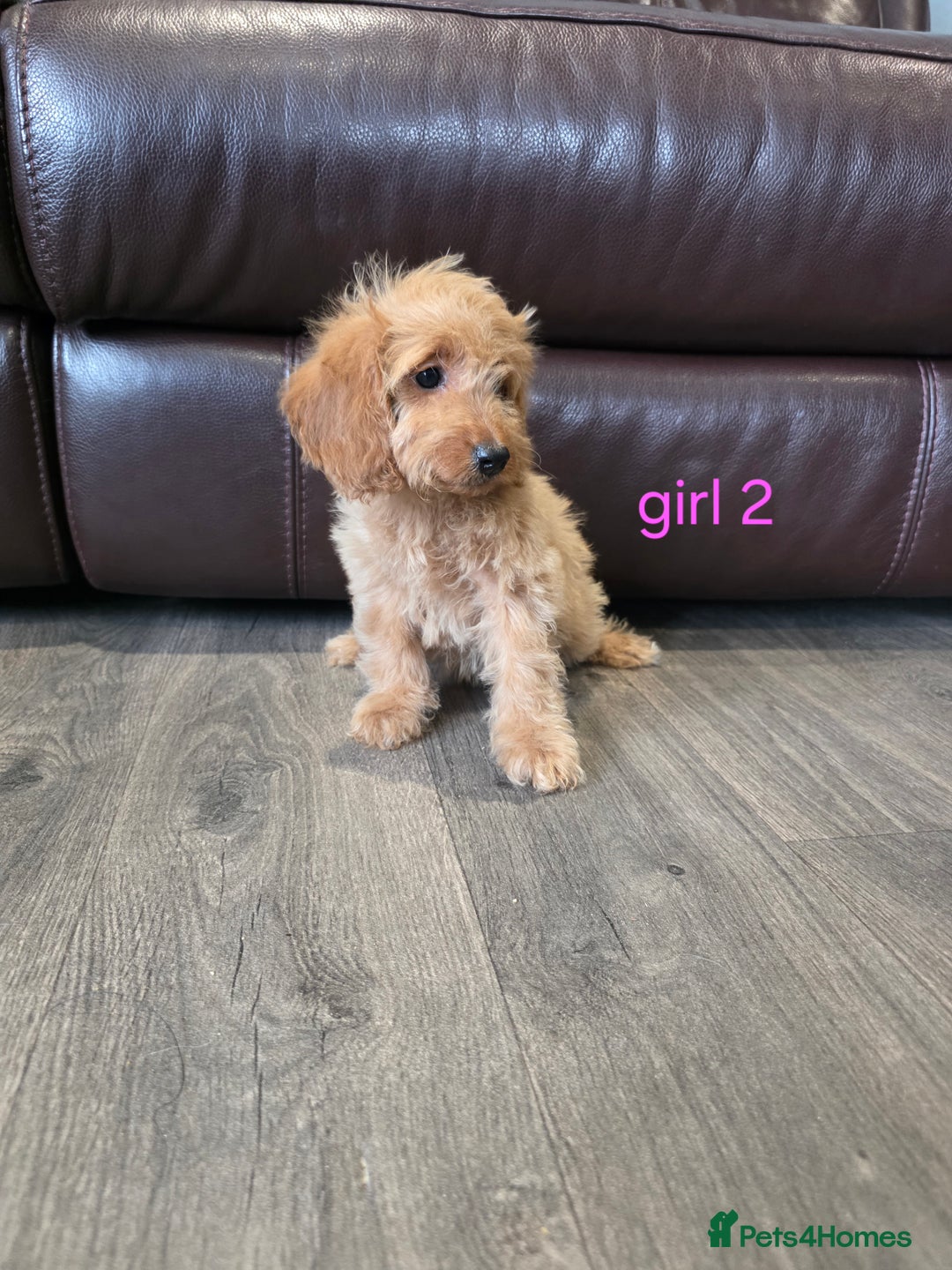Cockapoo dogs for sale: Adorable cockapoo pups ready to go 🐶 - Image 18