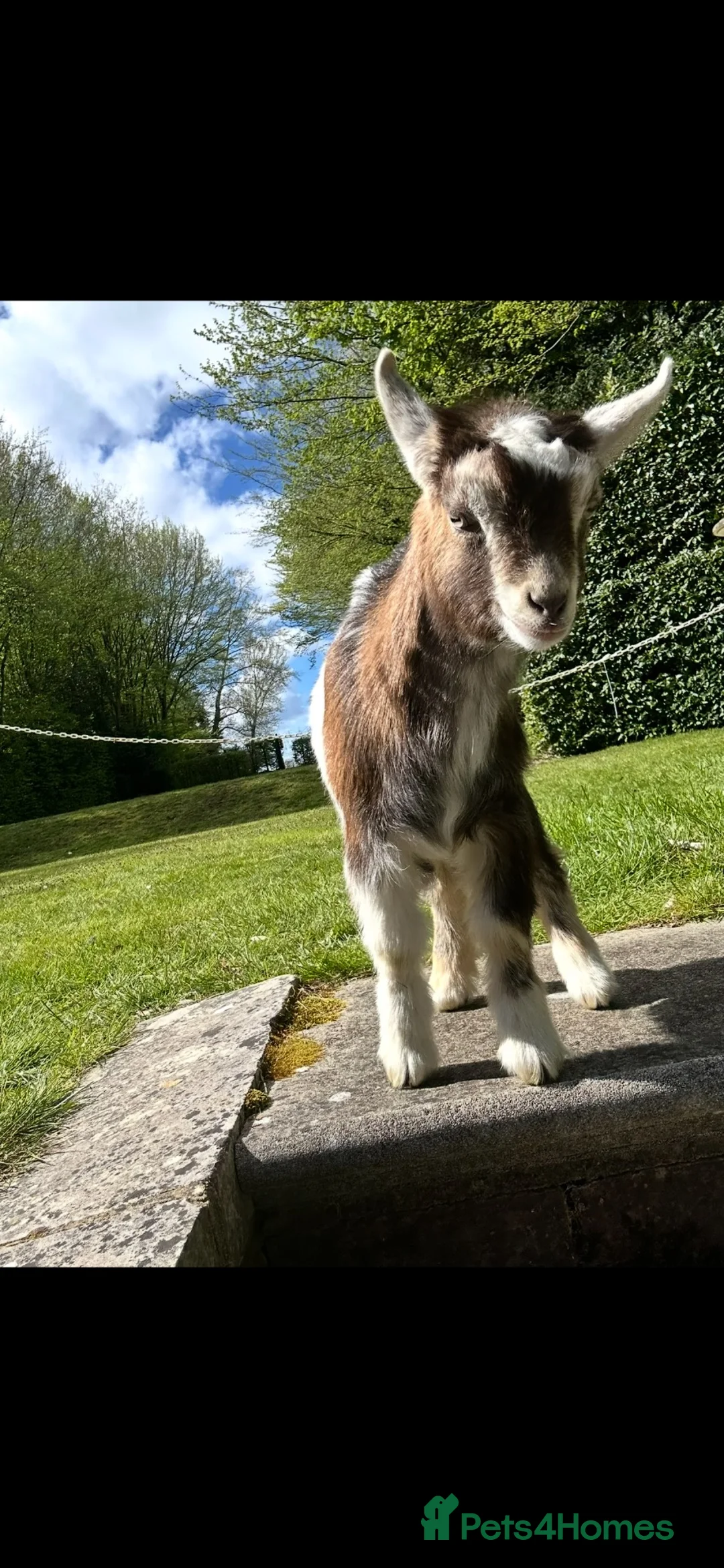 Goats livestock for sale: Female Pygmy Goat Kids - Advert 5