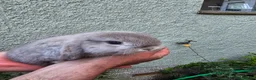 Mini Lop rabbits for sale: 2 female mini lop - Advert 12