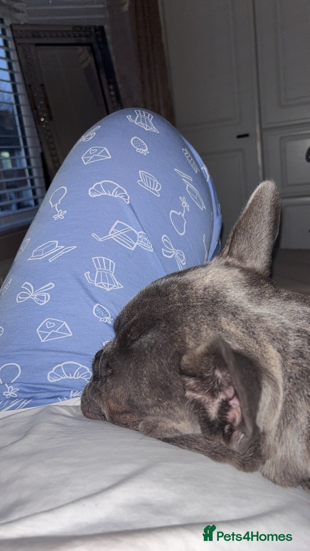 French Bulldog dogs for sale: 9 month old French Bulldog  - Advert 4