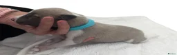 Whippet dogs for sale: Quality whippet puppies  in Newtown - Advert 3