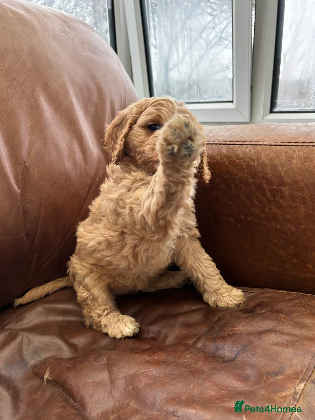 Cockapoo dogs for sale: READY TO GO 3 Golden Cockapoos  - Advert 21