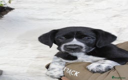 Mixed Breed dogs for sale: Gorgeous pointer x collie - Image 5