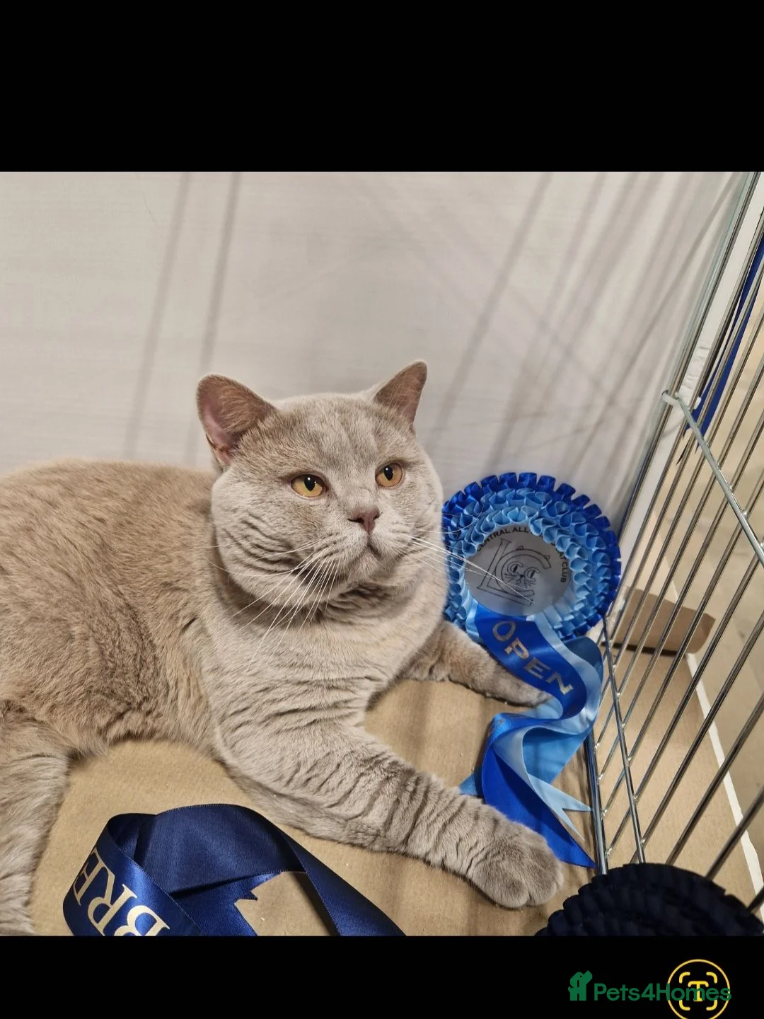 British Shorthair cats for stud: 🐾 Exceptional Lilac British Shorthair Stud 🐾 in Bristol - Advert 1