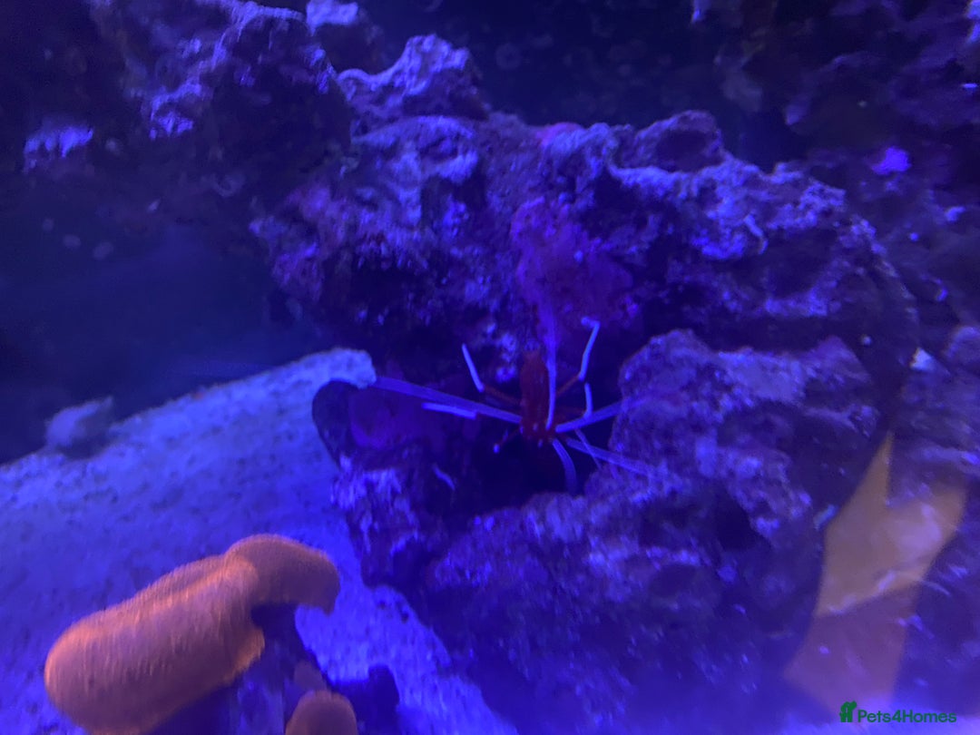 Other/Mixed Breed fish for sale: Marine fish  - Advert 6