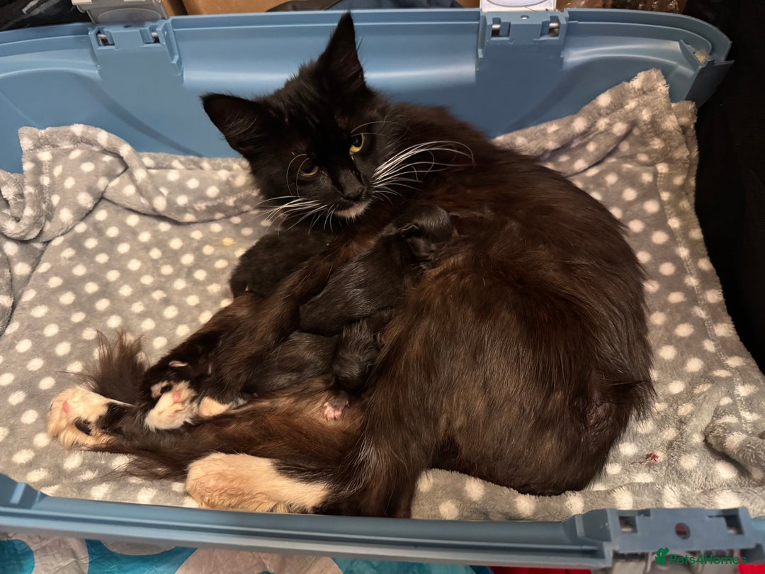 Maine Coon cats for sale: MAIN COON X - Image 1