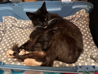 Maine Coon cats - Advert 24