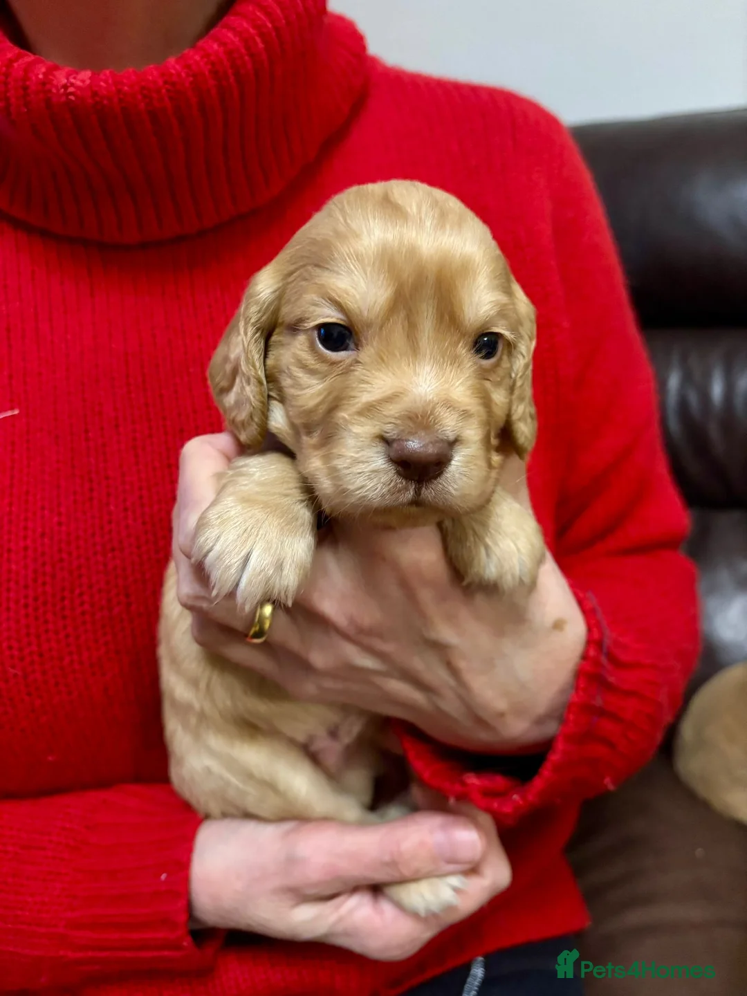 Cocker Spaniel dogs for sale: KC Registered Working Cocker Spaniel Puppies  - Advert 3