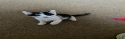 Mixed Breed cats for sale: Beautiful Kittens  - Advert 10