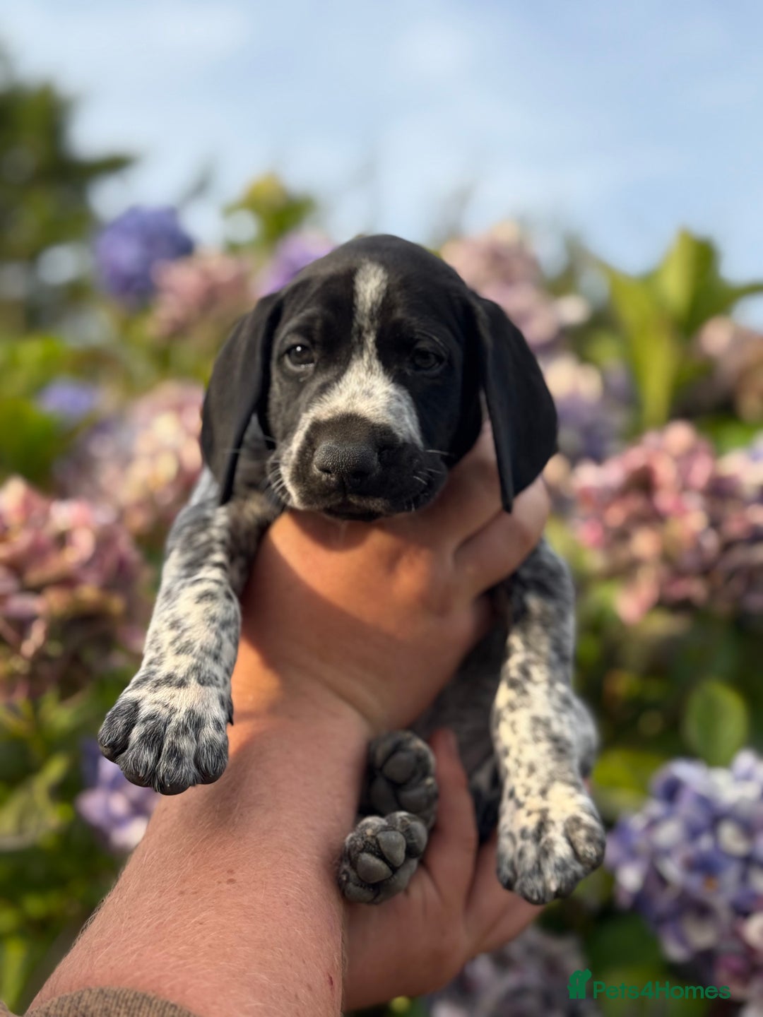 German Shorthaired Pointer dogs for sale: German Shorthaired Pointer Puppies - Image 20