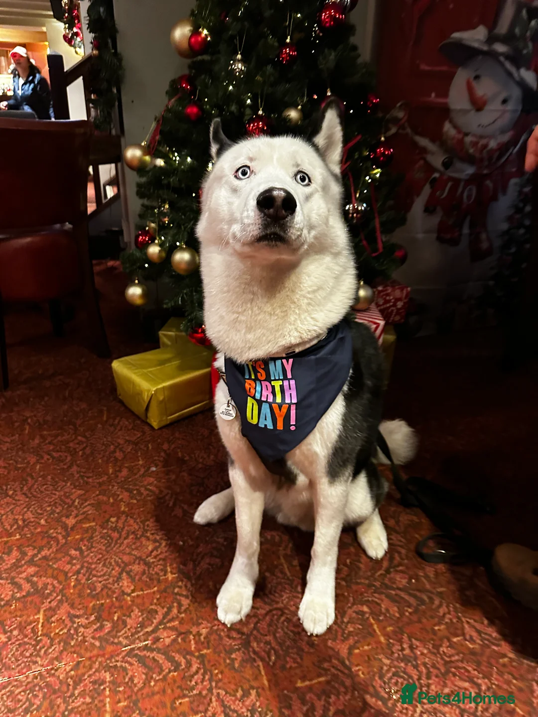 Siberian Husky dogs for stud: Stunning Blue eye Sibrian Husky for Stud(Proven) in Liverpool - Advert 18