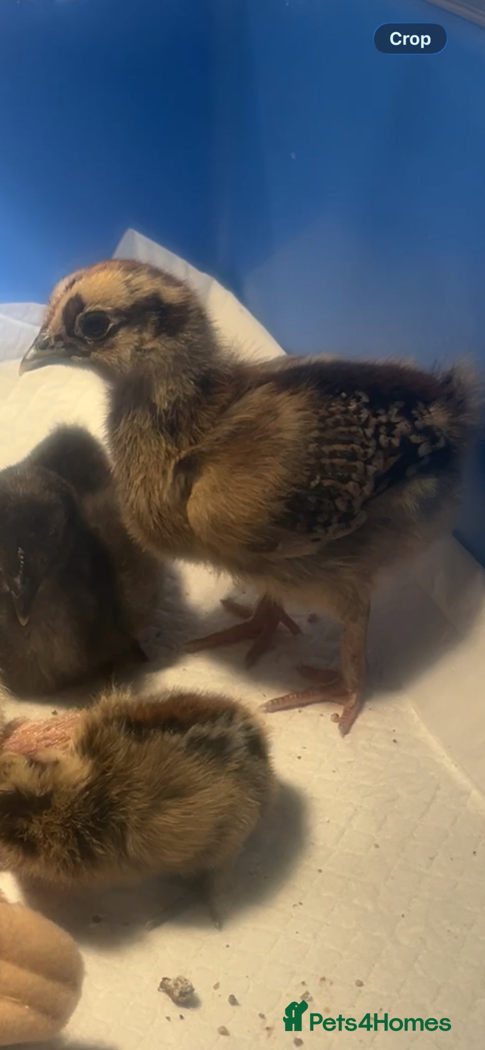 Chickens poultry Two 2 weeks old chicks  - Advert 1