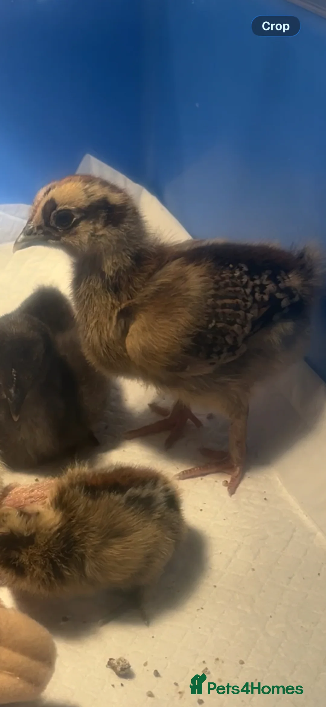 Chickens poultry for sale: Two 2 weeks old chicks  - Advert 1