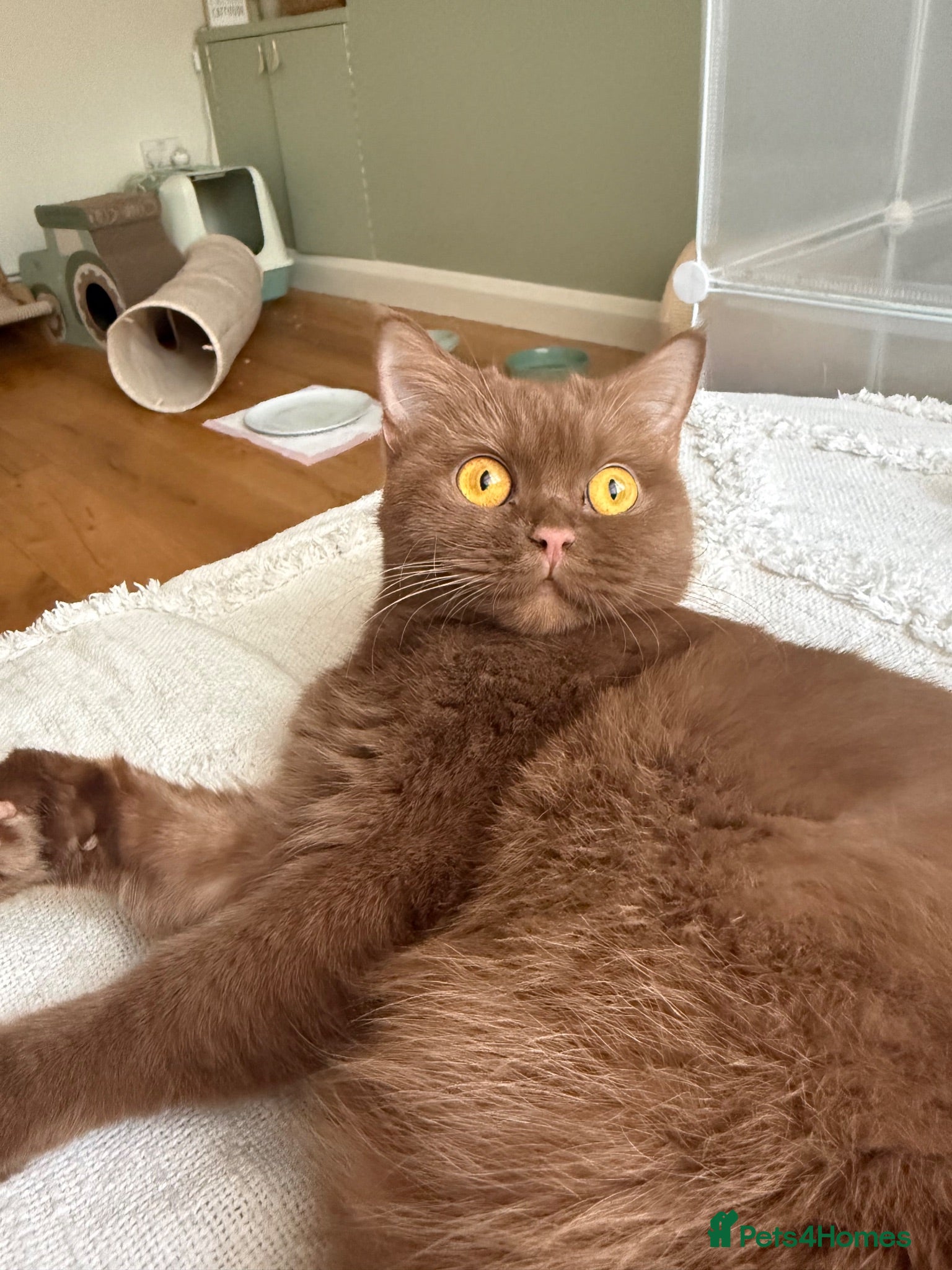British Shorthair cats Retiring BSH queen looking for forever home 🤎 - Advert 2