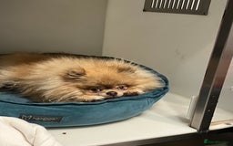 Pomeranian dogs for sale: Teddybear cuddly Retired spayed 1-2 years old  - Image 2