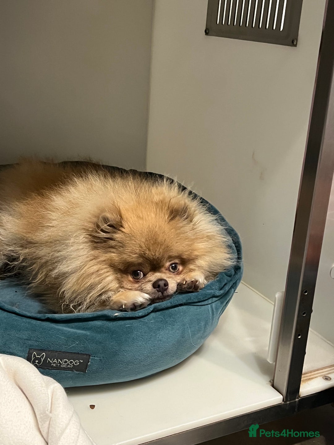 Pomeranian dogs for sale: Teddybear cuddly Retired spayed 1-2 years old  - Image 2