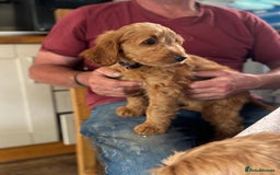 Goldendoodle dogs for sale: Double Doodle pups  - Image 11