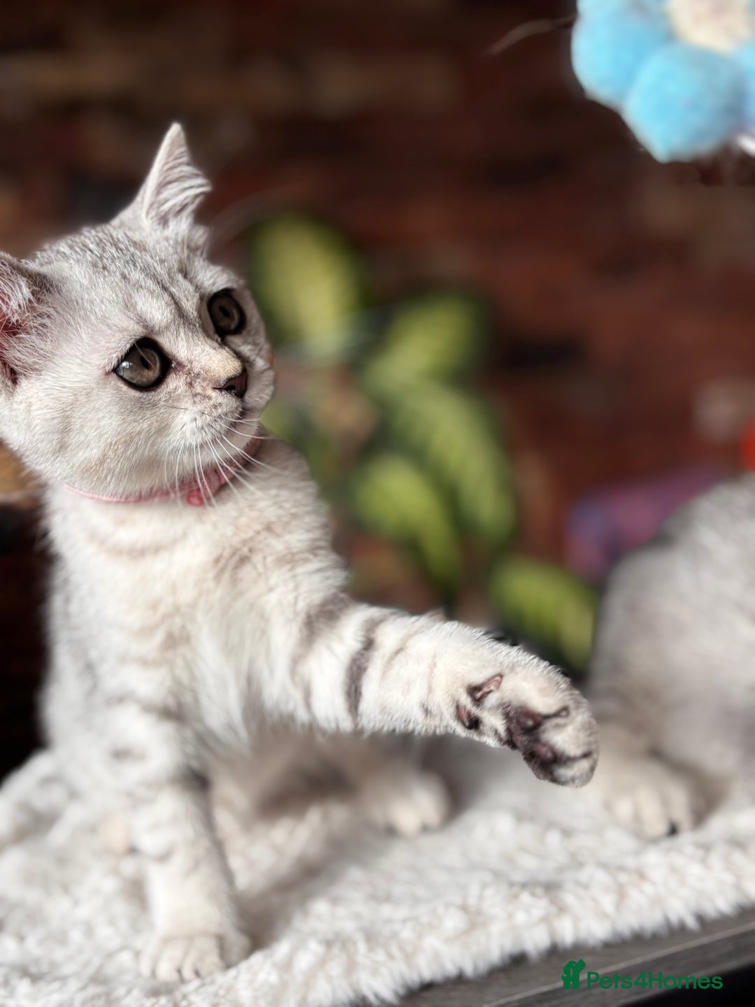 British Shorthair cats for sale: ✨LAST KITTEN LEFT✨OPEN TO OFFERS FOR RIGHT HOME✨ - Image 28