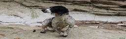 English Springer Spaniel dogs for sale: KC Working Springer Spaniel Puppies Great Pedigree - Advert 9