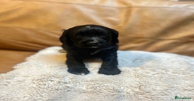 Cocker Spaniel dogs - Advert 10