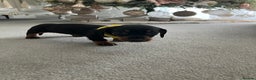 Dachshund dogs for sale: Dachshund pups black and tan - Advert 13