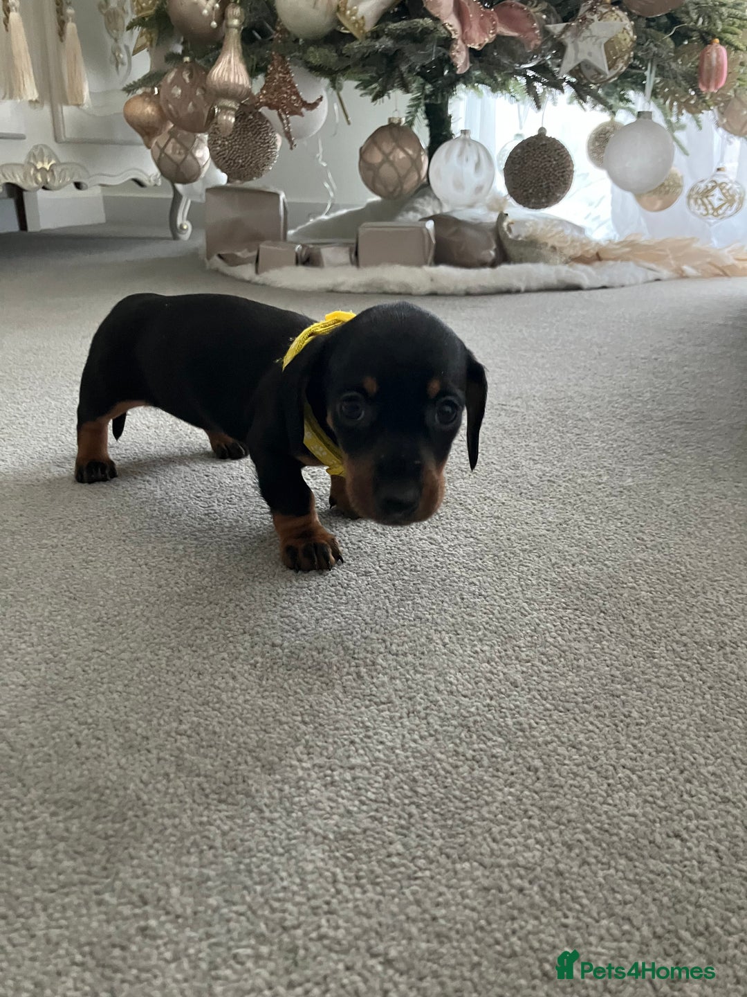Dachshund dogs for sale: Dachshund pups black and tan - Advert 13