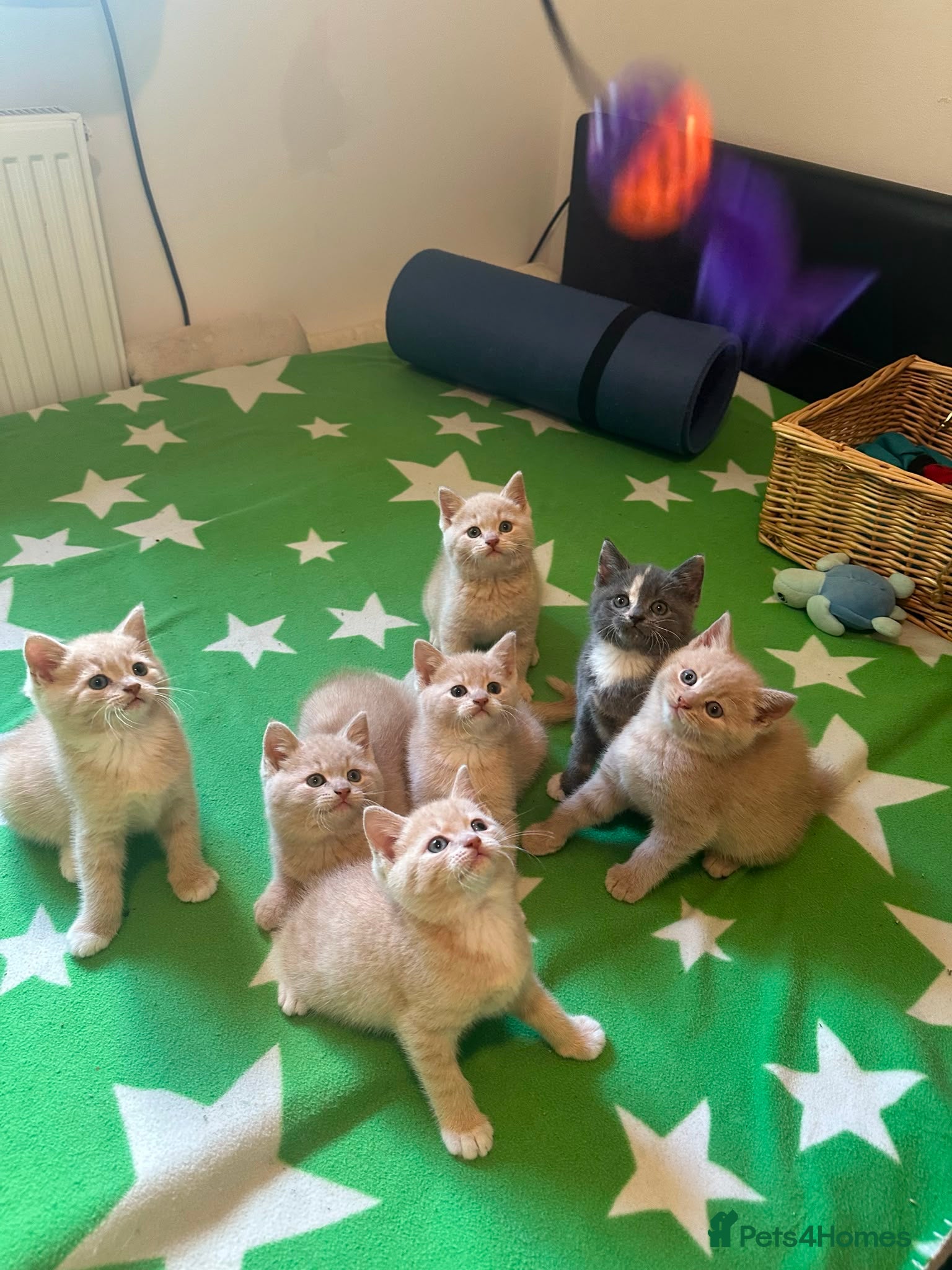 Mixed Breed cats 6 Cream brothers and one gray tortie girl for sale - Advert 10