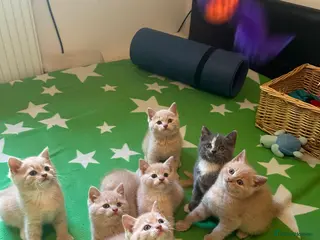 Mixed Breed cats 6 Cream brothers and one gray tortie girl for sale - Advert 10