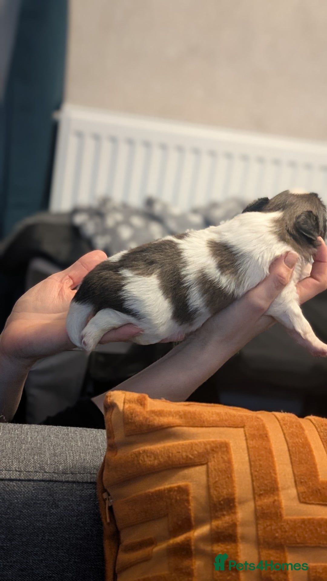 Papillon dogs for sale: Stunning papillon girls  - Advert 9