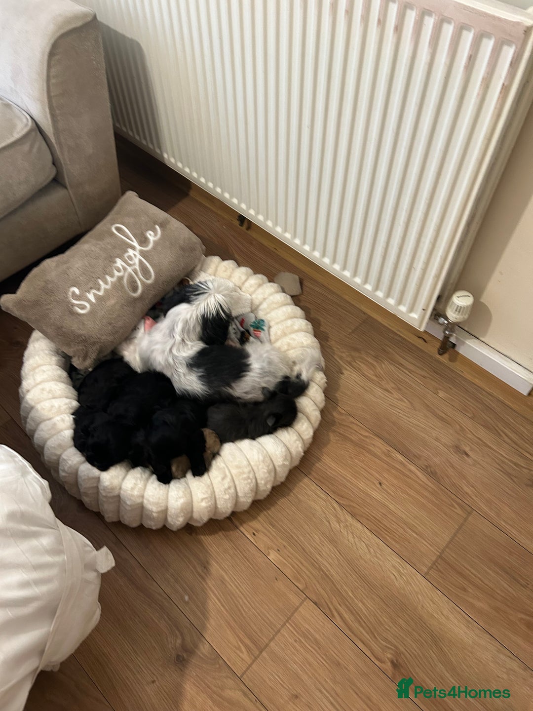 Shih Tzu dogs for sale: 2 beautiful Shih Tzu puppies 8 weeks old  - Advert 1