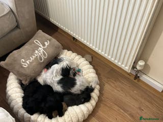 Shih Tzu dogs 2 beautiful Shih Tzu puppies 8 weeks old - Advert 1