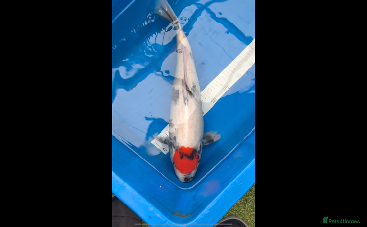 Koi Carp fish - Advert 2