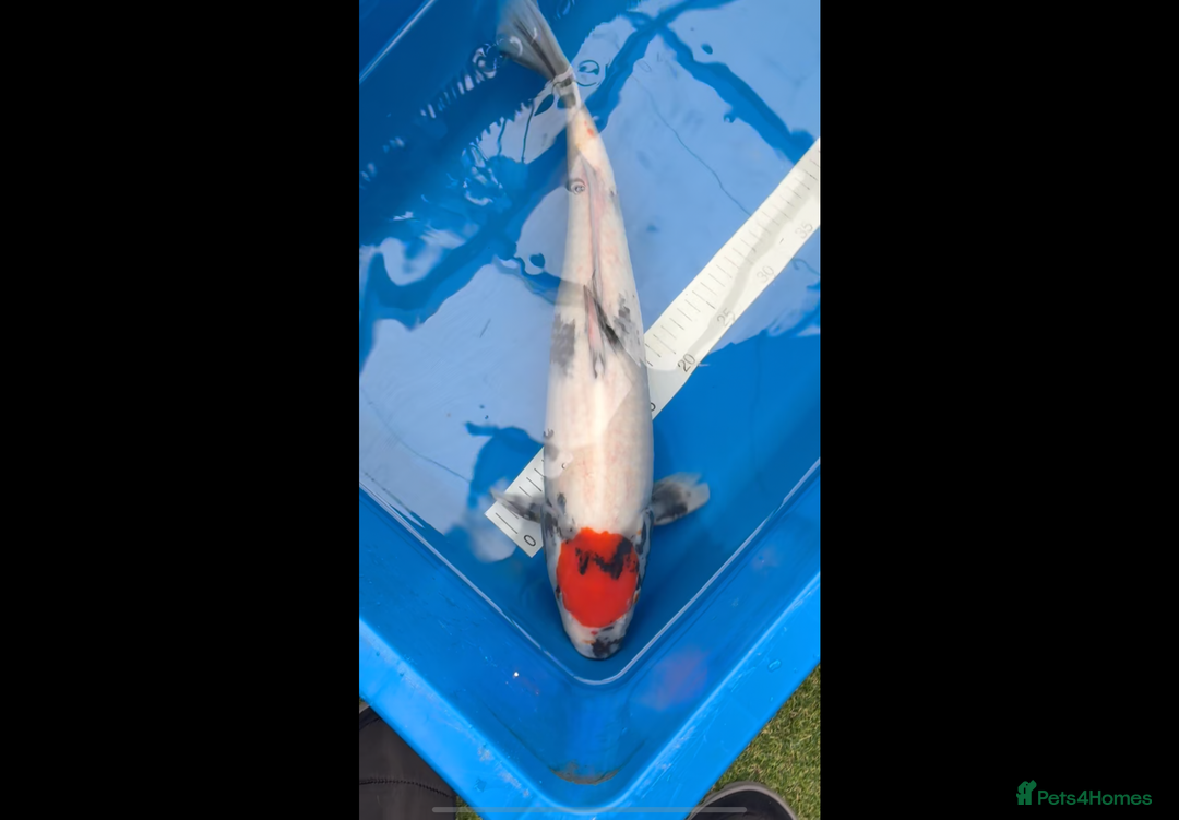 Koi Carp fish for sale: Koi carp  - Image 1