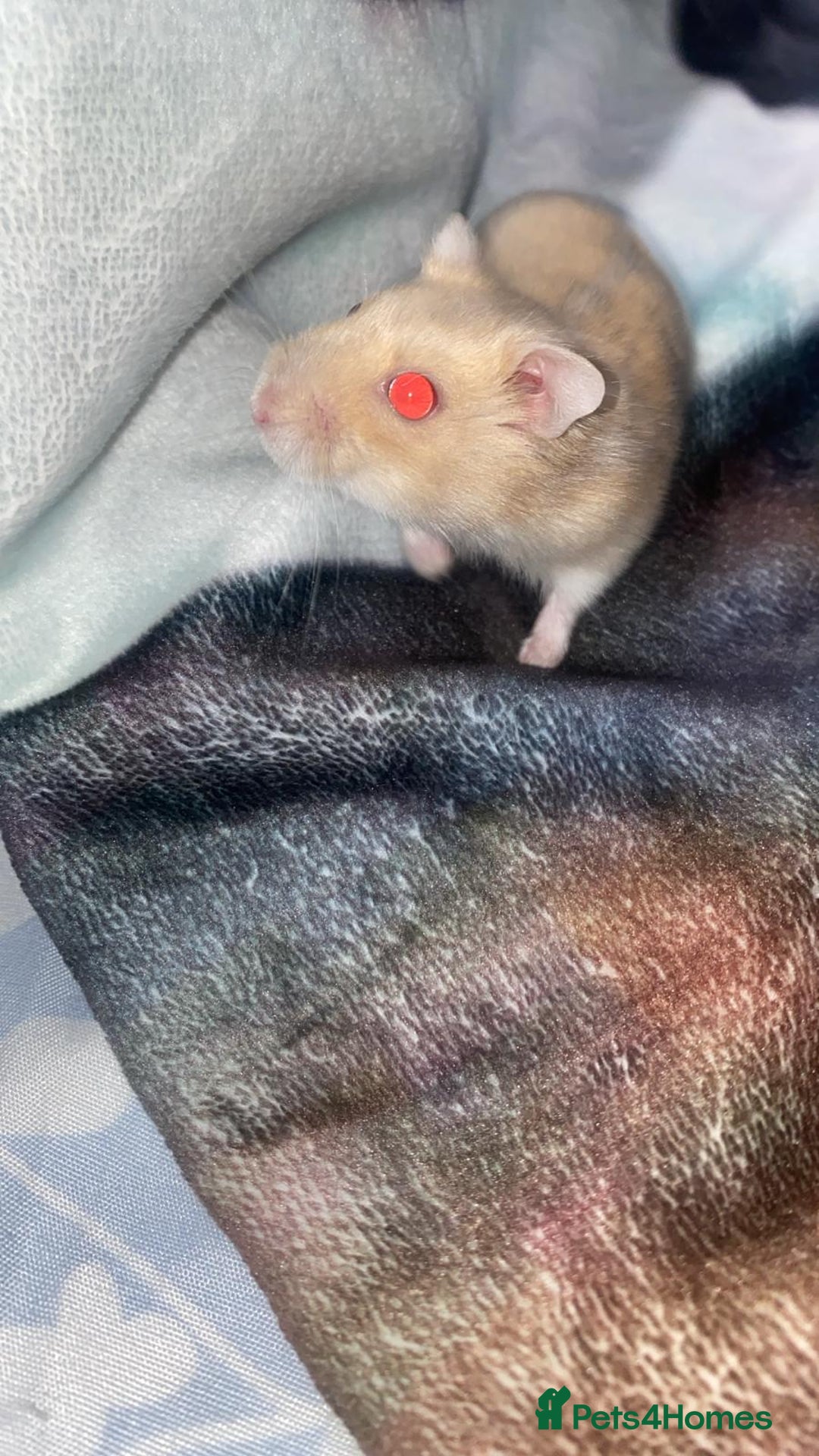 Hamster rodents for sale: Syrian Dwarf Hamster  - Advert 3