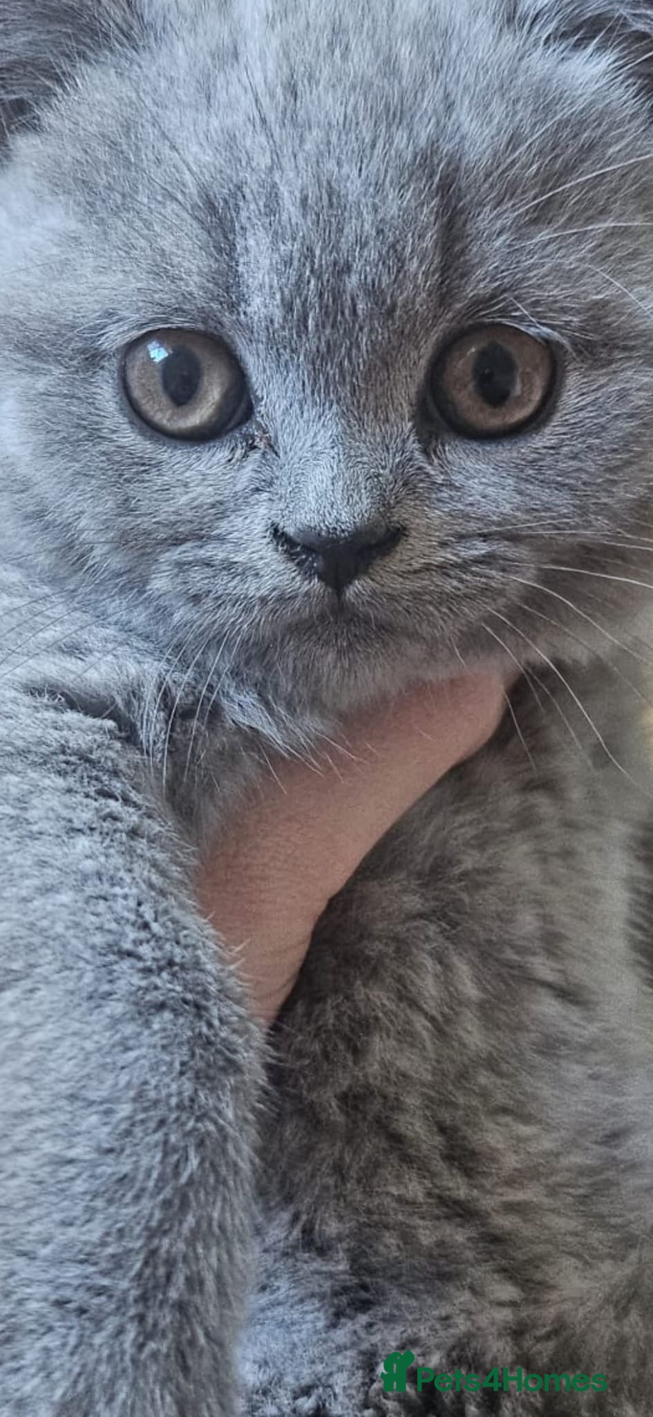 British Shorthair cats Chunky British shorthair kittens  - Advert 11