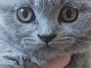 British Shorthair cats Chunky British shorthair kittens - Advert 11