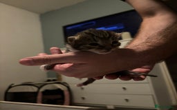 Mixed Breed cats for sale: Half bengals  - Image 14